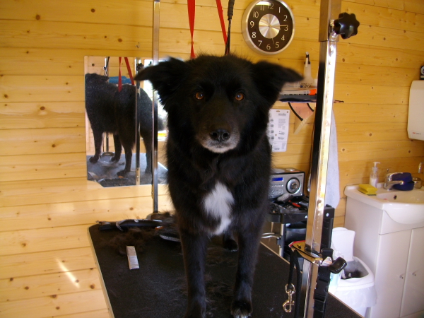 Meg The Beautiful Collie 3