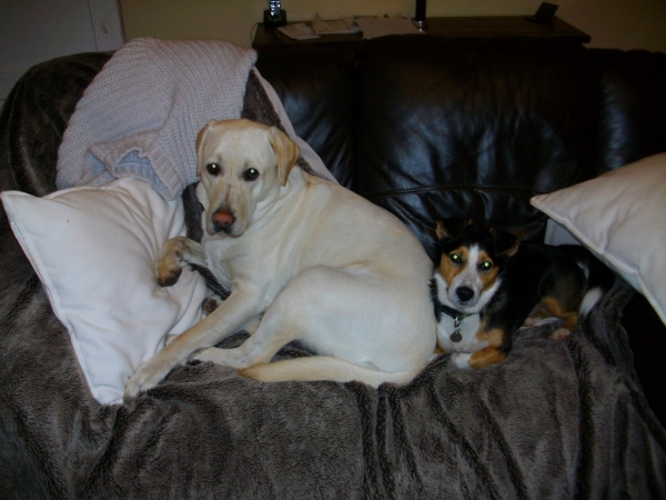 Murphy And Gus Fighting For Space On The Couch 2