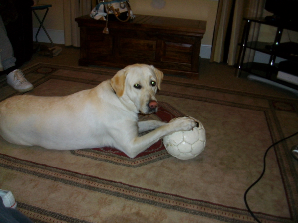 Told You It Was My Ball  Gus