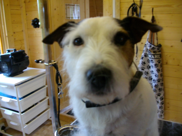 Dan Before And During Hand Stripping 1