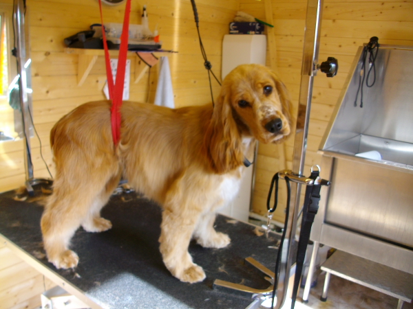 Gemma After Hand Strip And Scissor Cut 1