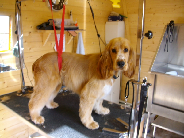 Gemma After Hand Strip And Scissor Cut 2